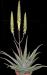 Aloe vera syn. barbabensis d.JPG